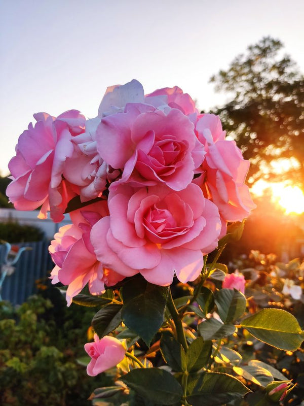 Flower & Plant Stickers | Nature & Botanical Designs - StickerBD